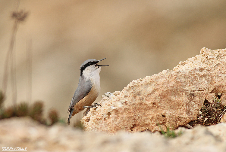 Western Rock-Nuthatch Sitta neumayer   , January 2014, Lior Kislev.